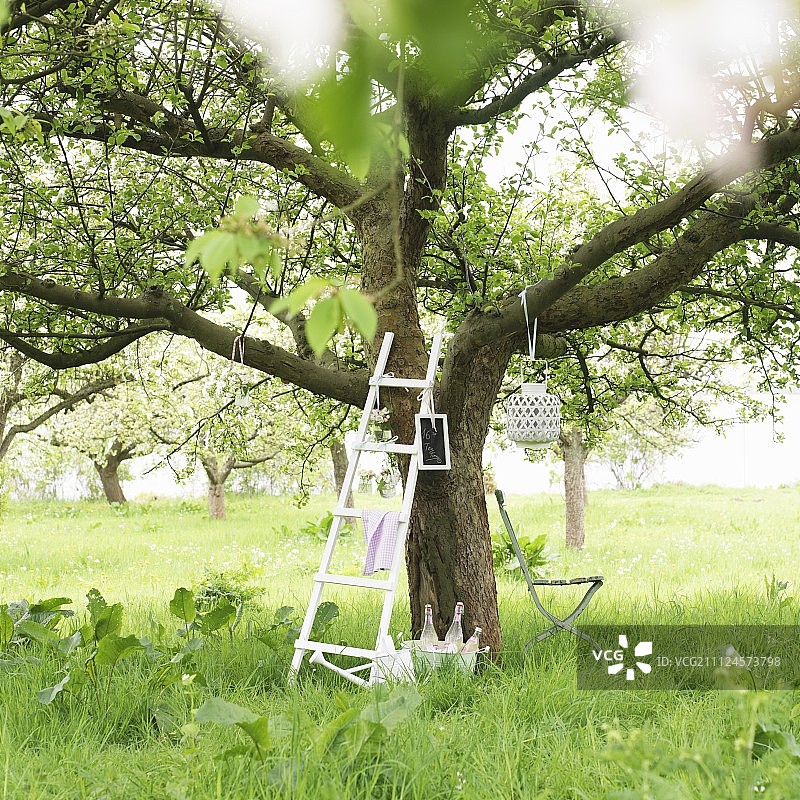 梯子倚在花园里开花的苹果树上图片素材
