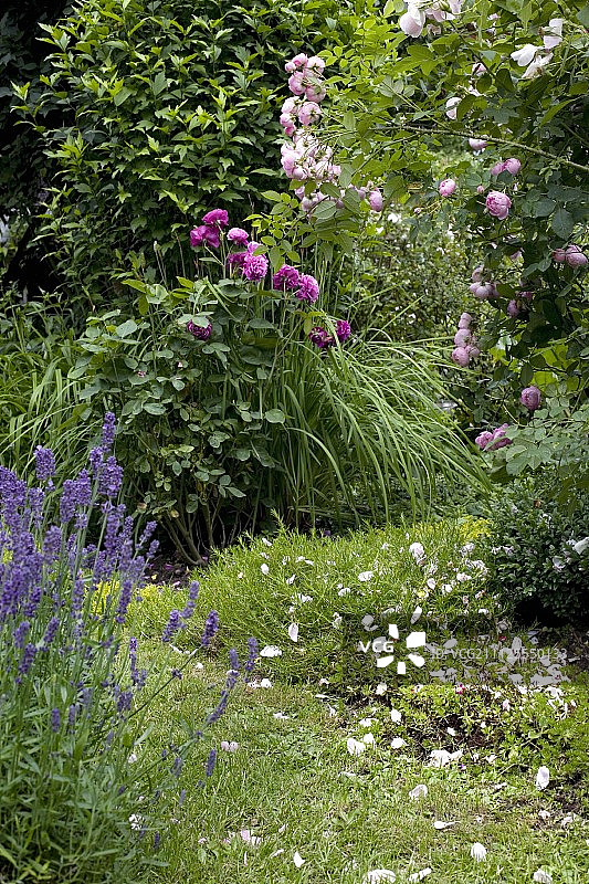花园里的紫色开花植物图片素材