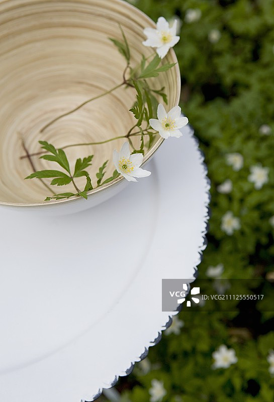 木海葵竹碗盘花园图片素材