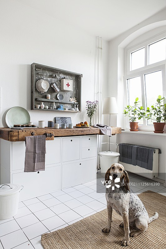 狗坐在以旧工作台作为工作台的年代公寓厨房里图片素材