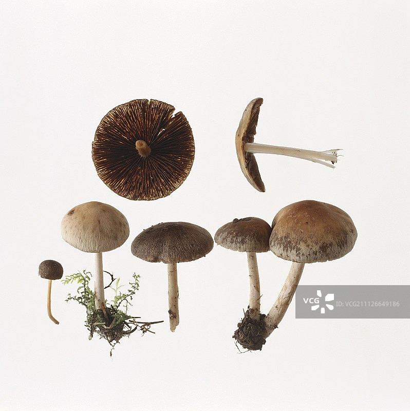 早期蘑菇（帕西雷拉水疗中心）图片素材