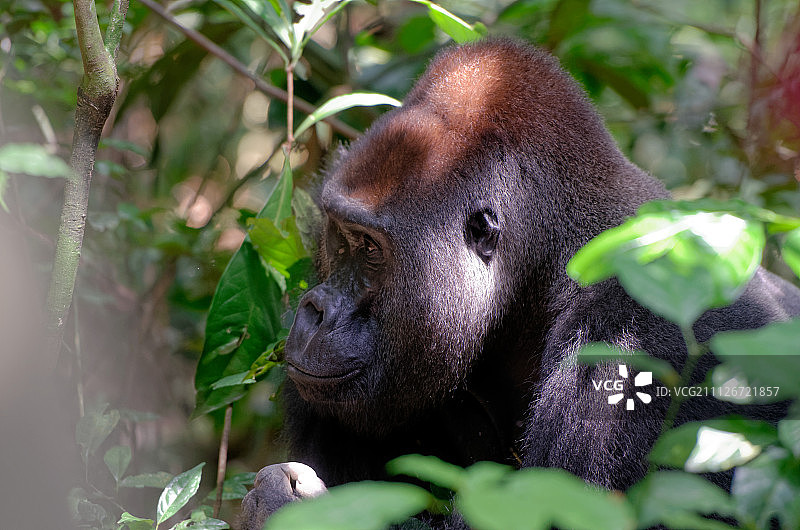 马昆巴，西部低地大猩猩，雄性领袖图片素材