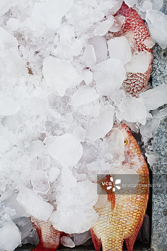 盖着冰的红鲷鱼图片素材