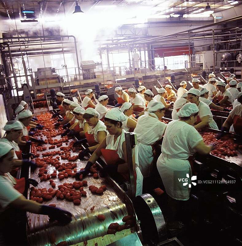 在番茄工厂工作的妇女图片素材