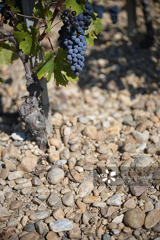 梅多克砂砾上的赤霞珠葡萄图片素材