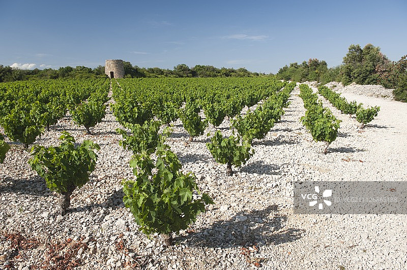 白石灰石上的葡萄园是著名的马斯喀特圣让(Muscat de St-Jean)的特色，远处还有一座风车的废墟图片素材