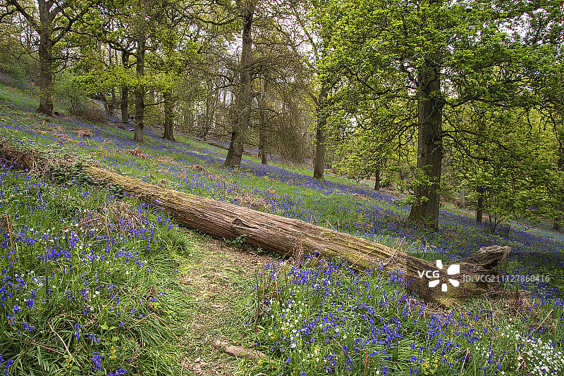 令人惊叹的充满活力的景观图像的蓝铃树在英国乡村图片素材