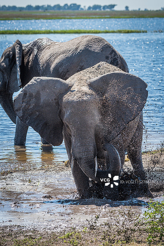 一头大象在泥泞的河岸上溅起水花图片素材