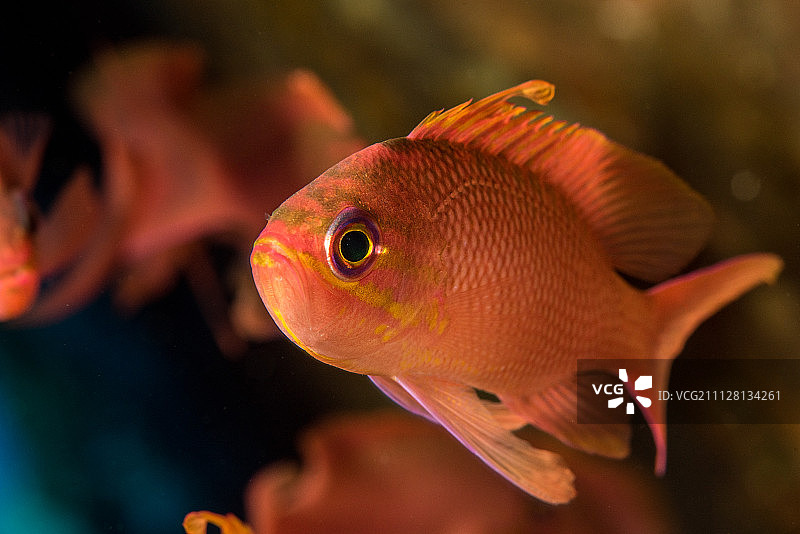 鱼在水族馆游泳的特写镜头图片素材