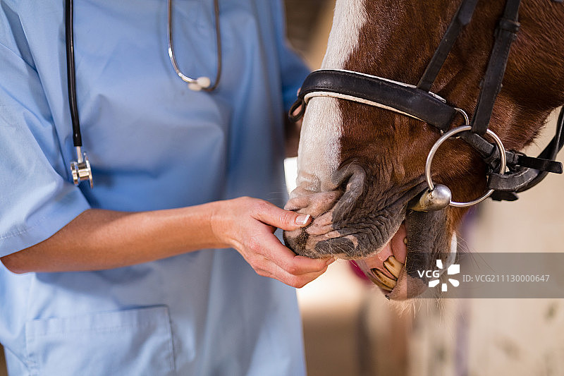 女兽医站在马厩里检查马的牙齿图片素材