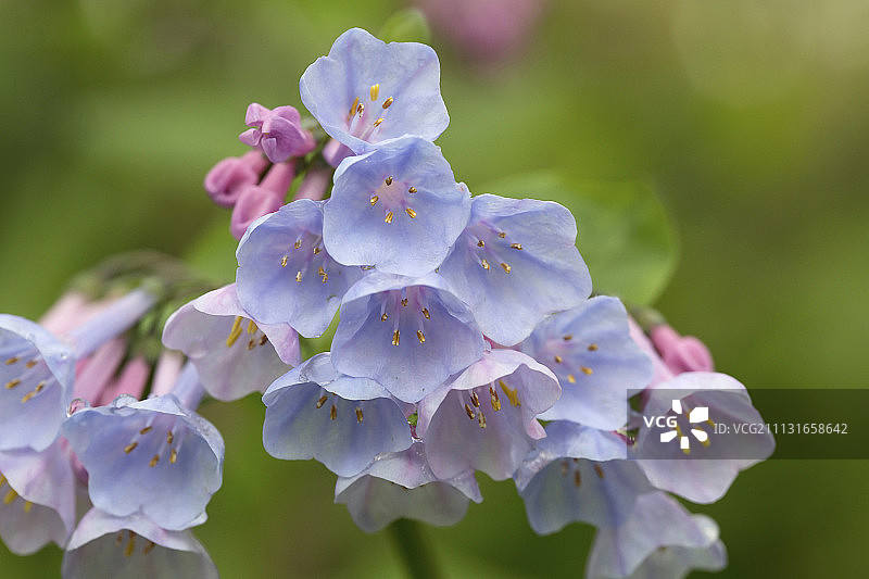 弗吉尼亚·布鲁贝尔，弗吉尼亚东部。近距离观察花头簇漏斗形，浅蓝色花。图片素材