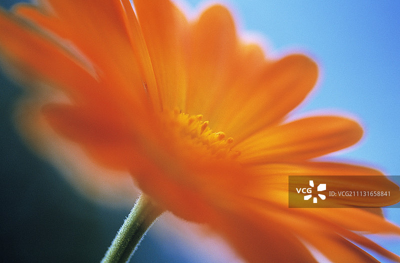 万寿菊,金盏花officinalis。图片素材