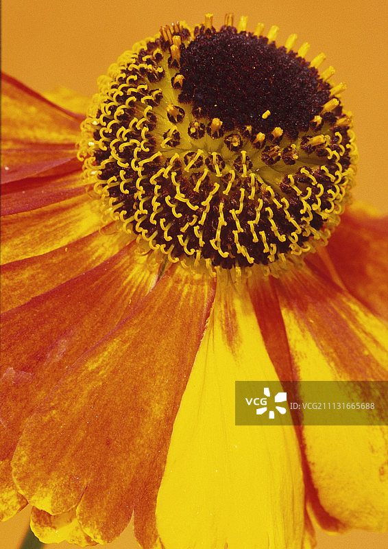 海伦花，喷嚏草，氦“九月福斯”。图片素材