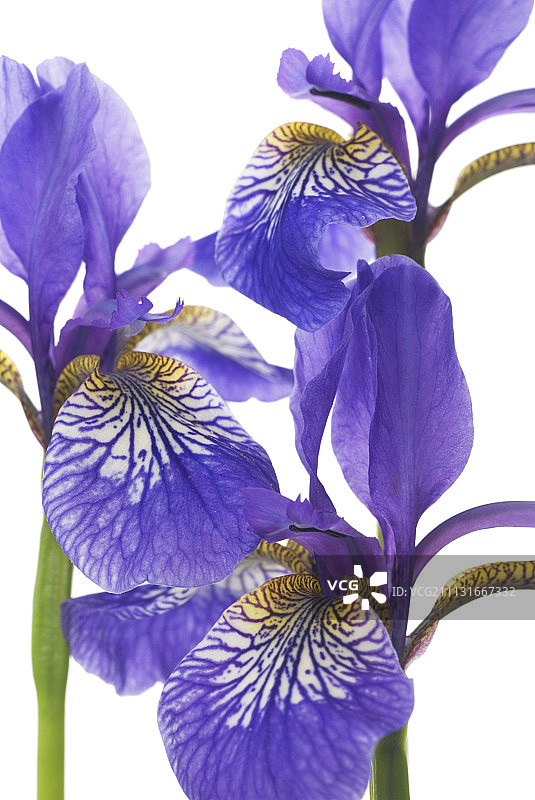 Iris, Iris sibirica，《珀西的蓝色》图片素材
