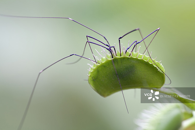 捕蝇器，蜘蛛周围的蝇草。图片素材