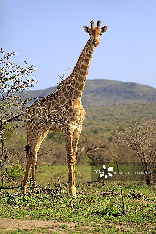 长颈鹿角，（吉拉法骆驼），成人警报，赫卢韦乌姆福洛齐国家公园，赫卢韦伊姆福洛齐国家公园，夸祖鲁纳塔尔，南非，非洲图片素材