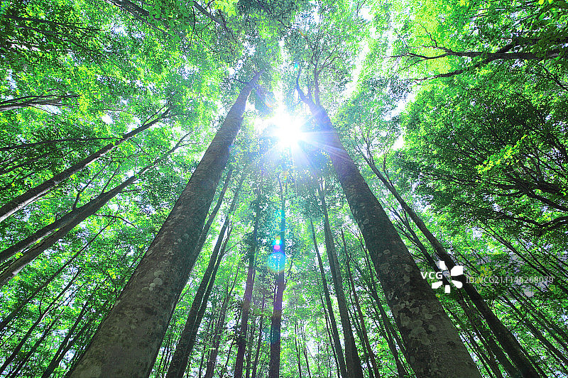 绿色的森林,日本图片素材