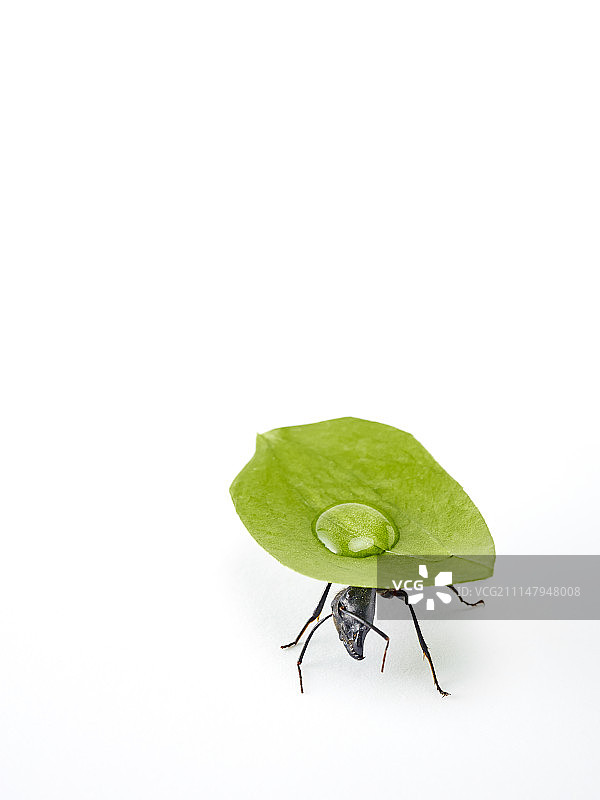 蚂蚁搬运植物的照片图片素材