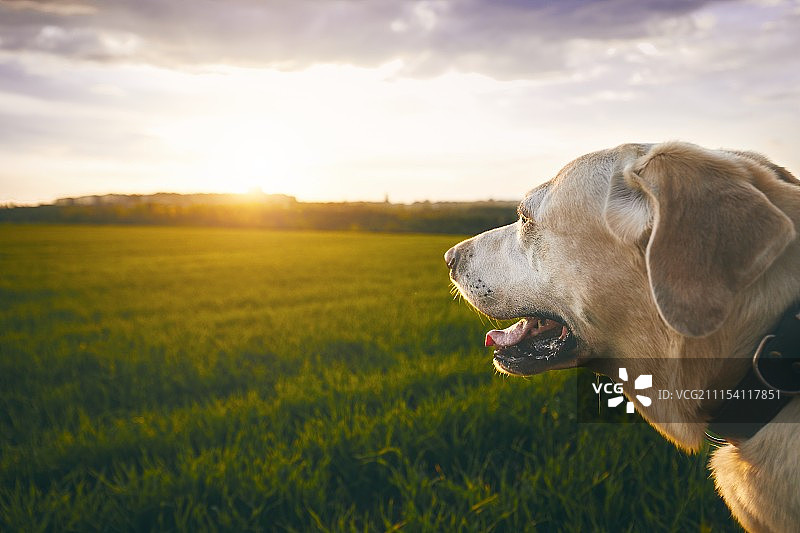 夕阳下的快乐狗图片素材