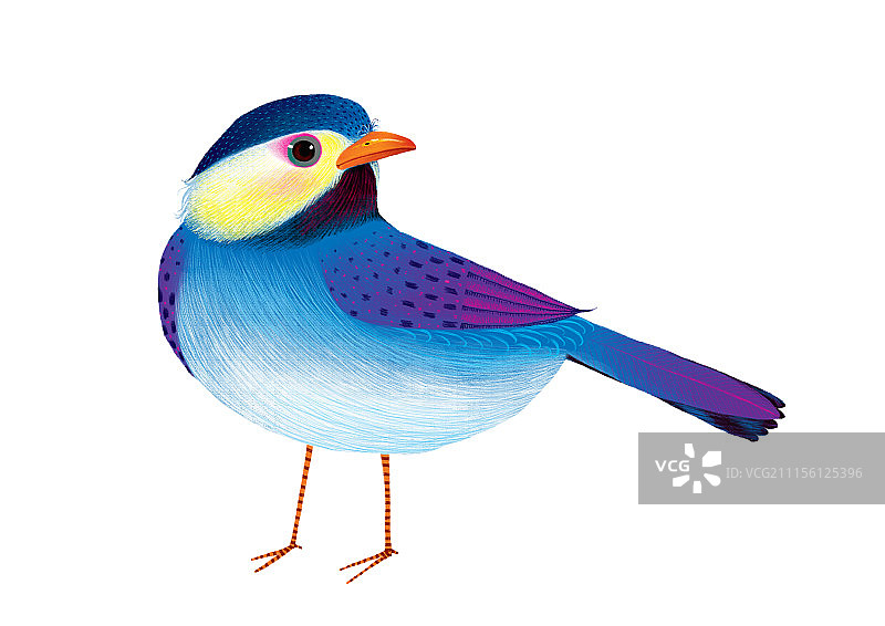 背景分离动物组图共3000多幅-色彩鲜艳的鸟图片素材
