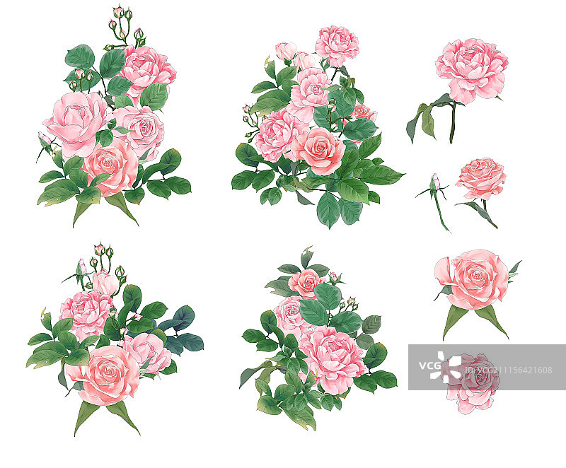 玫瑰花丛图片素材