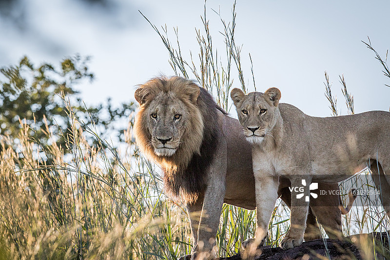 在自然界中狮子图片素材