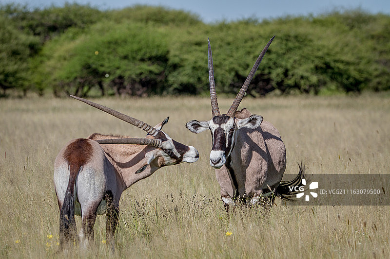 大草原上的两种大羚羊图片素材