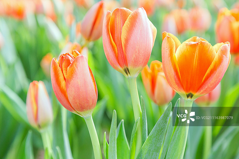 冬天或春天，美丽的郁金香会在郁金香地里开花。图片素材