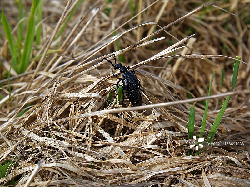 春天，黑甲虫在干草上爬行图片素材