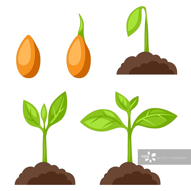 插图与阶段植物生长。图片为横幅，网站，设计。图片素材