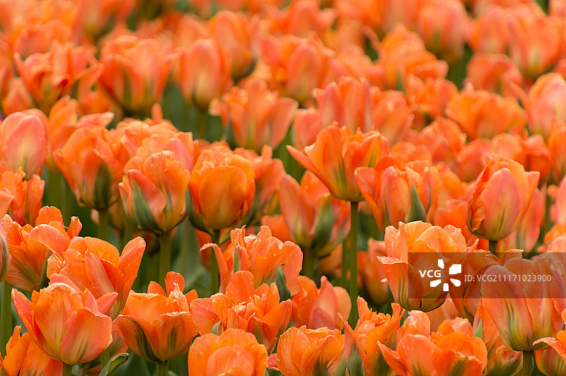 丰富多彩的郁金香花在春天的雨Backgr图片素材