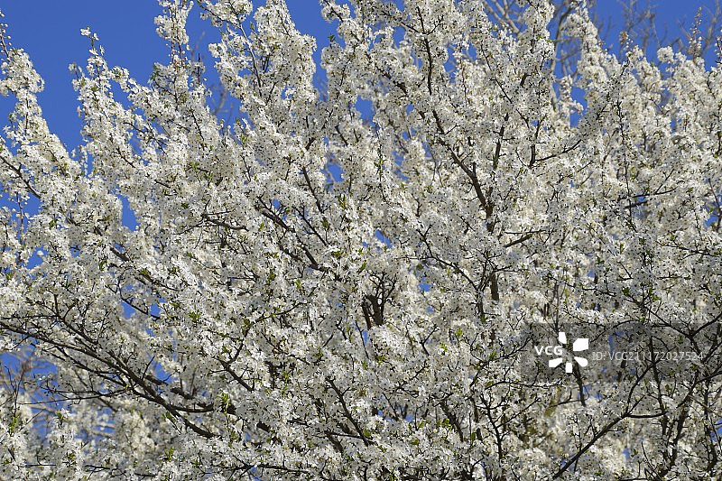 春天开花的树。李花的传粉。花园里盛开的野梅图片素材