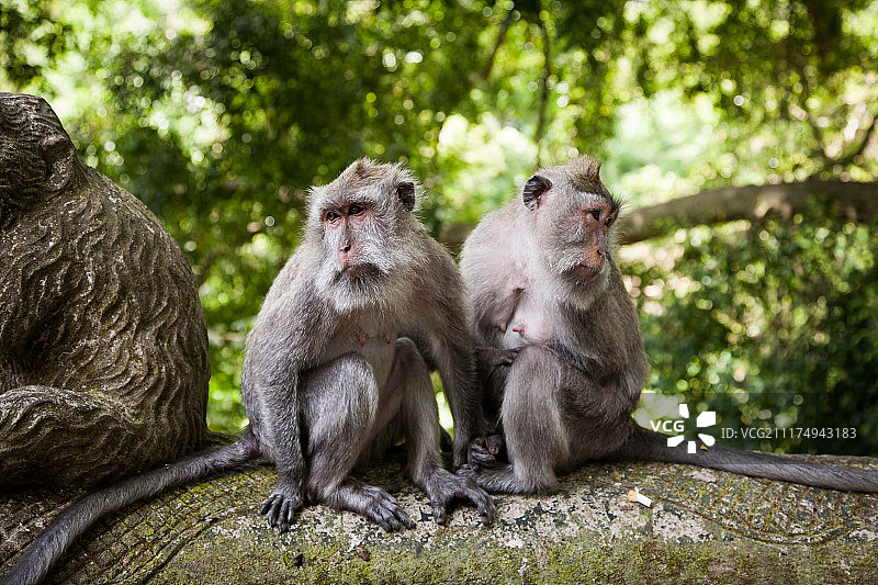 猴子巴厘岛图片素材