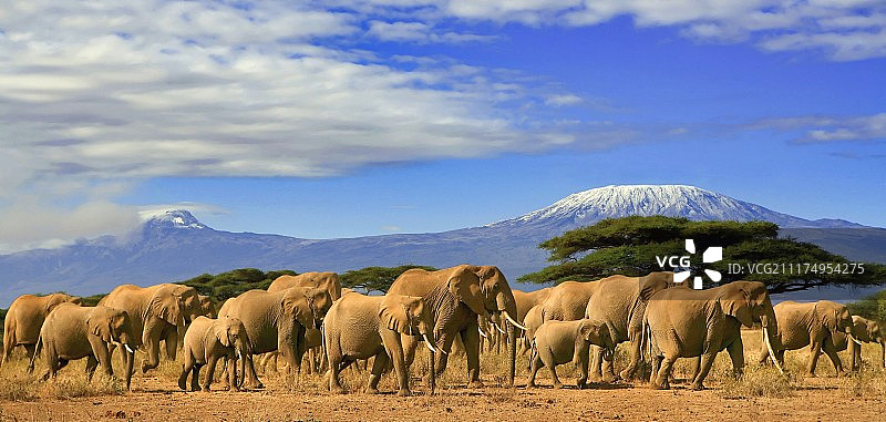 坦桑尼亚乞力马扎罗山非洲大象之旅图片素材