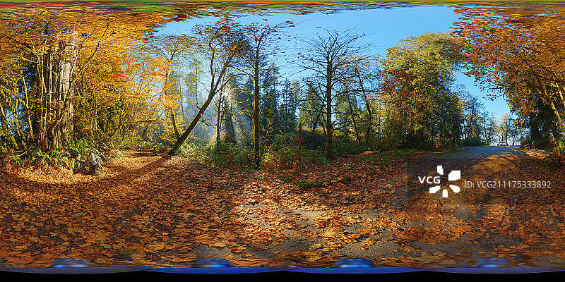 360°HDRI显示了一条道路在林地区域与绿色和秋天的树木在美国图片素材