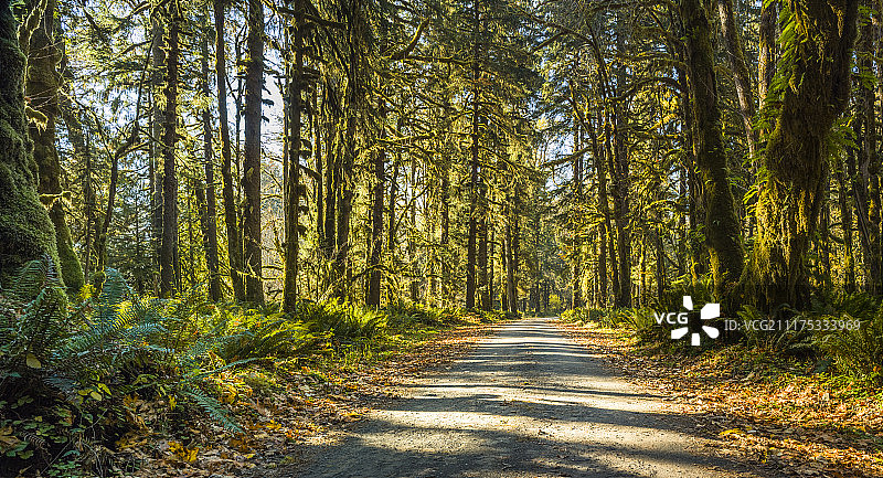 在美国的林地地区显示一条道路的背板与绿色和秋天的树木图片素材