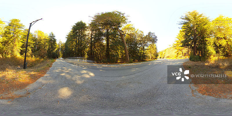 360°HDRI显示林地道路通过松树在美国图片素材