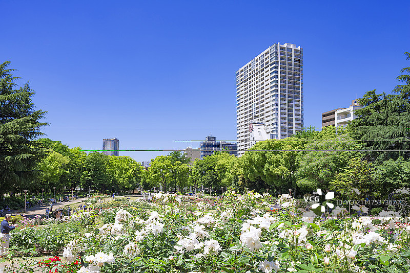 日本大阪宇坪公园的玫瑰园图片素材