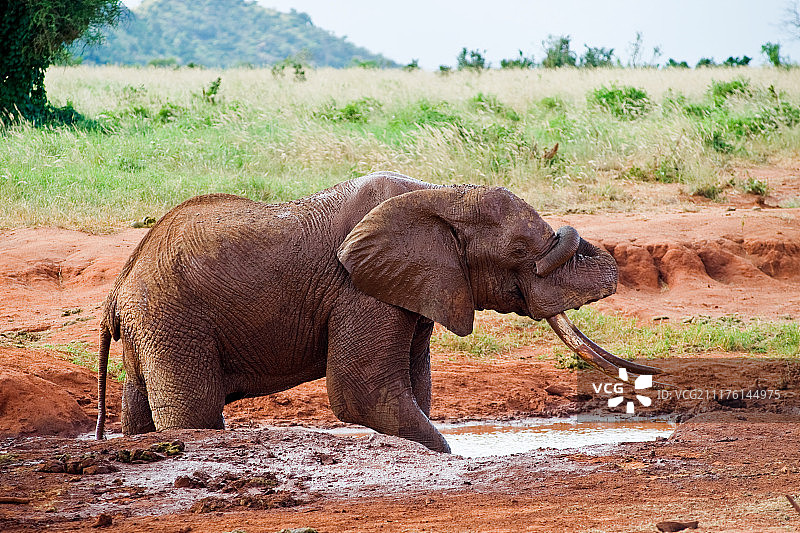 非洲大象倒泥巴图片素材