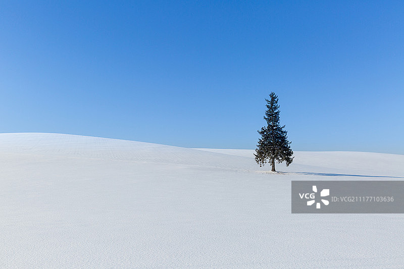 北海道雪原上的松树图片素材