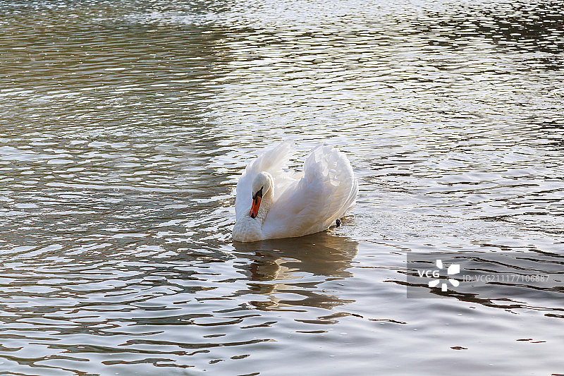 漂浮在河面上的白天鹅图片素材