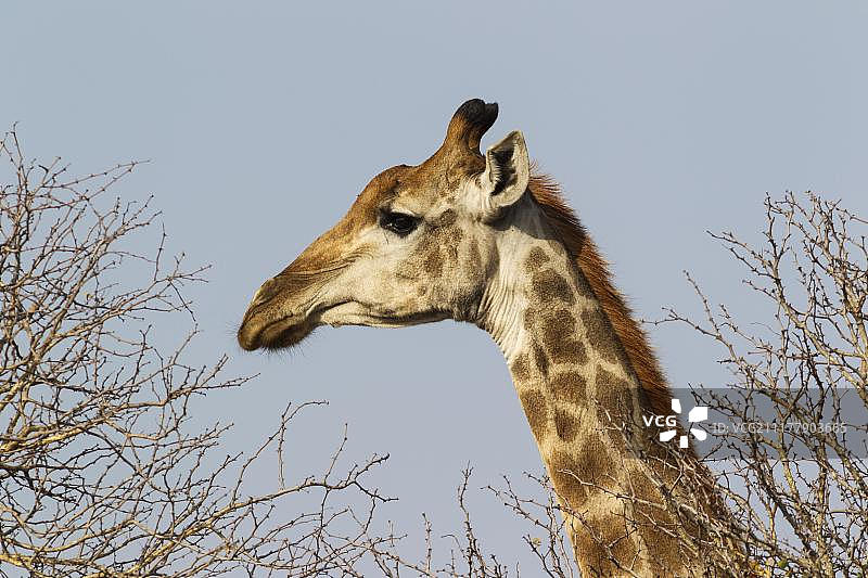 南部长颈鹿(长颈鹿camelopardalis长颈鹿)，雌性，克鲁格国家公园，南非，非洲图片素材