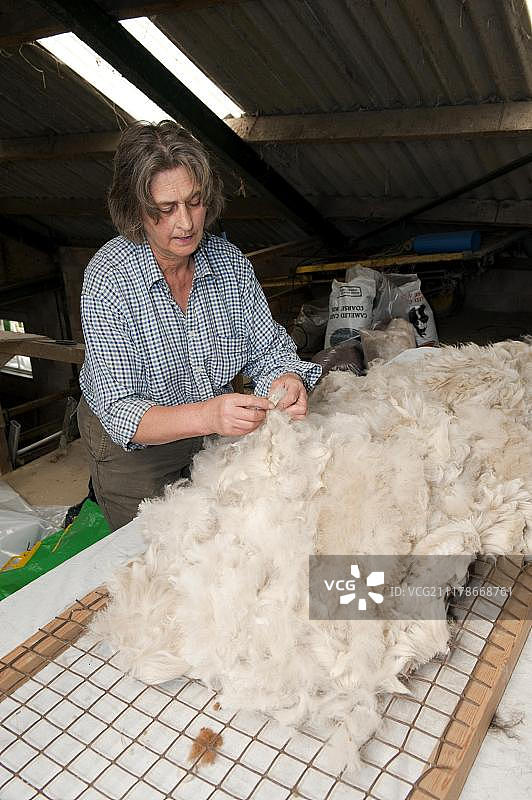 羊驼毛，新剪羊毛装箱，英国，英国，欧洲图片素材
