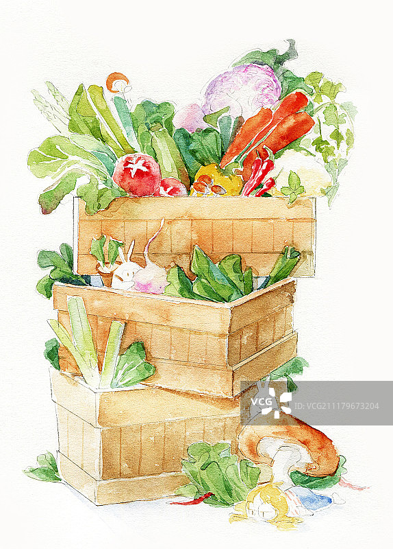 蔬菜水彩插画5图片素材