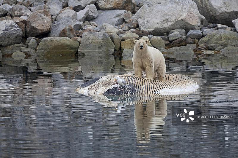 北极斯匹次卑尔根岛，斯瓦尔巴特群岛，北极熊(Ursus maritimus)，成年，进食，吃死鳍鲸(physalus)的尸体图片素材
