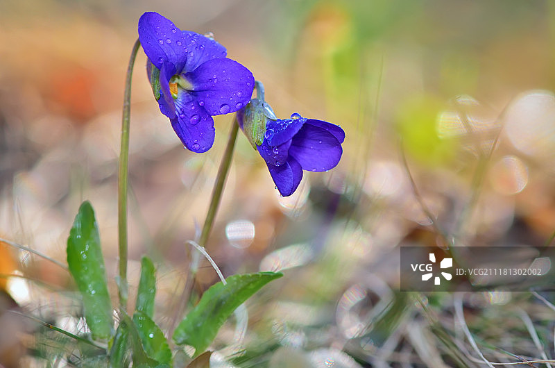 自然背景上的春天的紫罗兰图片素材