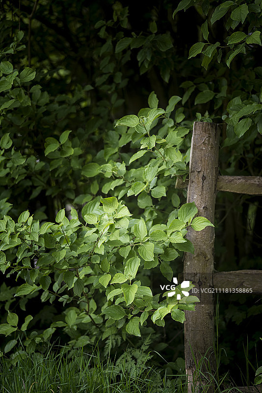 美丽的艺术阳光木栅栏柱在英国乡村景观图片素材