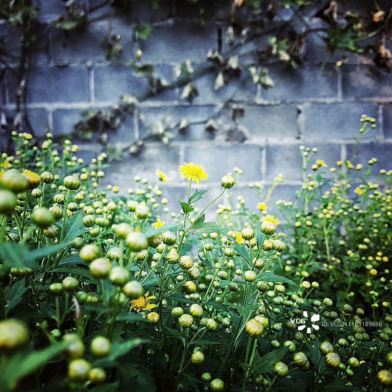 上海户外田园的野花图片素材