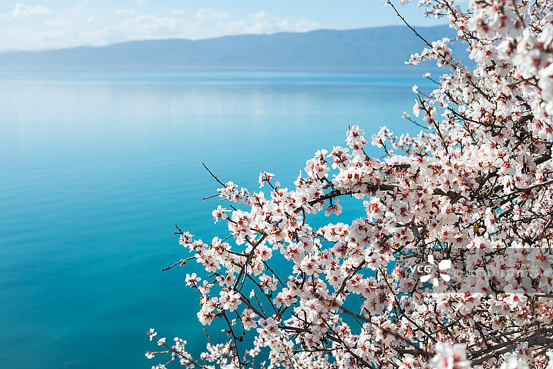 湖面上的白色樱花图片素材