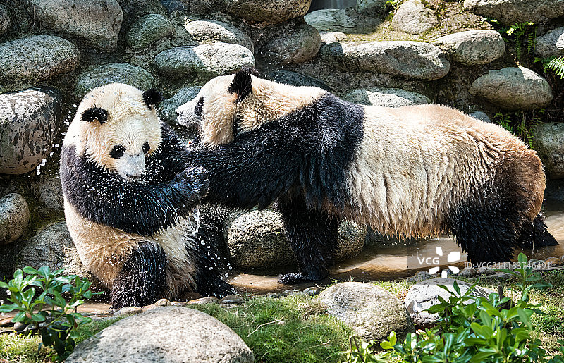 两只大熊猫在水里玩耍图片素材